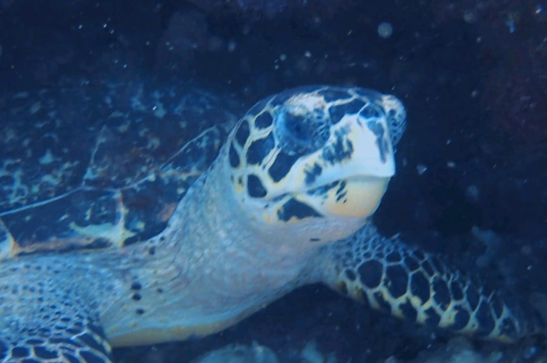 Hawksbill turtle-130766